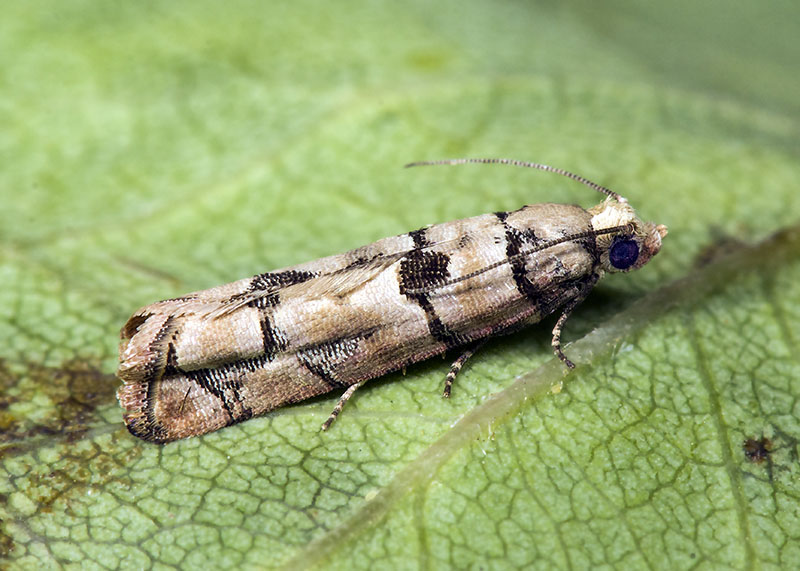 Tortricidae: Pseudococcyx tessulatana